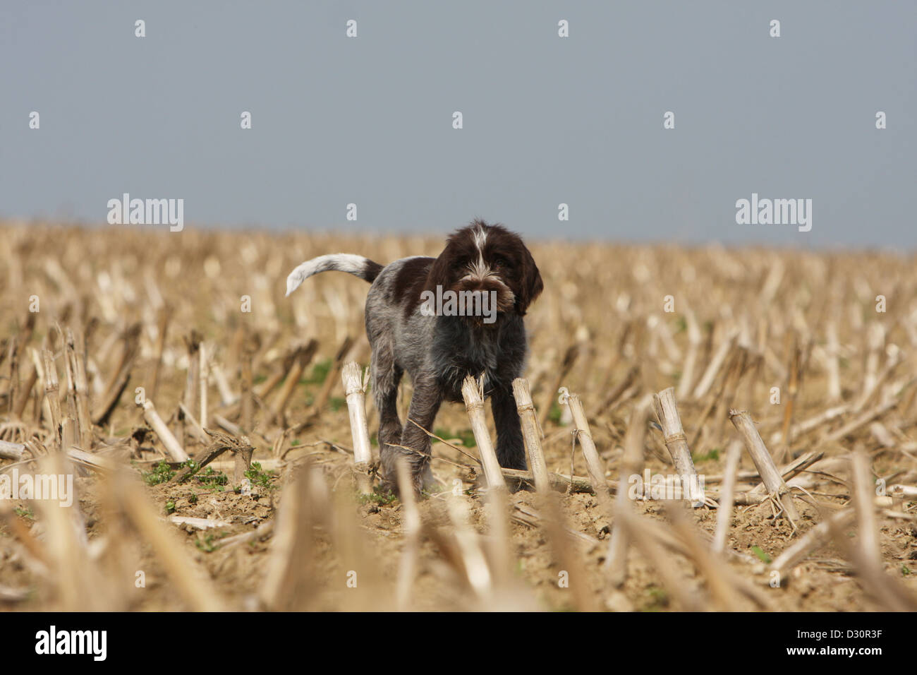 Dog Wirehaired Pointing Griffon Korthals Griffon Puppy Standing