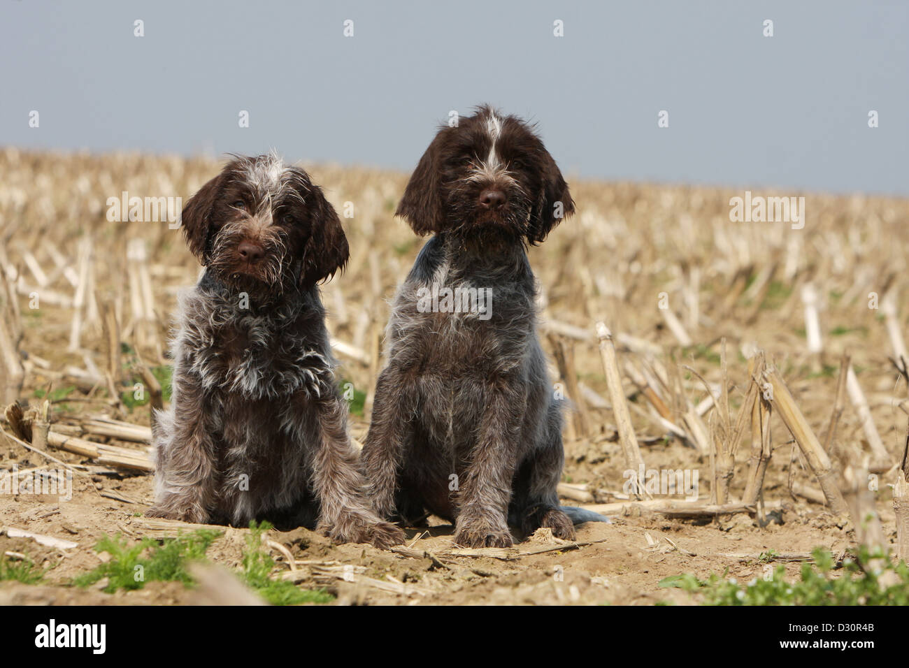 Dog Wirehaired Pointing Griffon Korthals Griffon Two Puppies Stock Photo Alamy