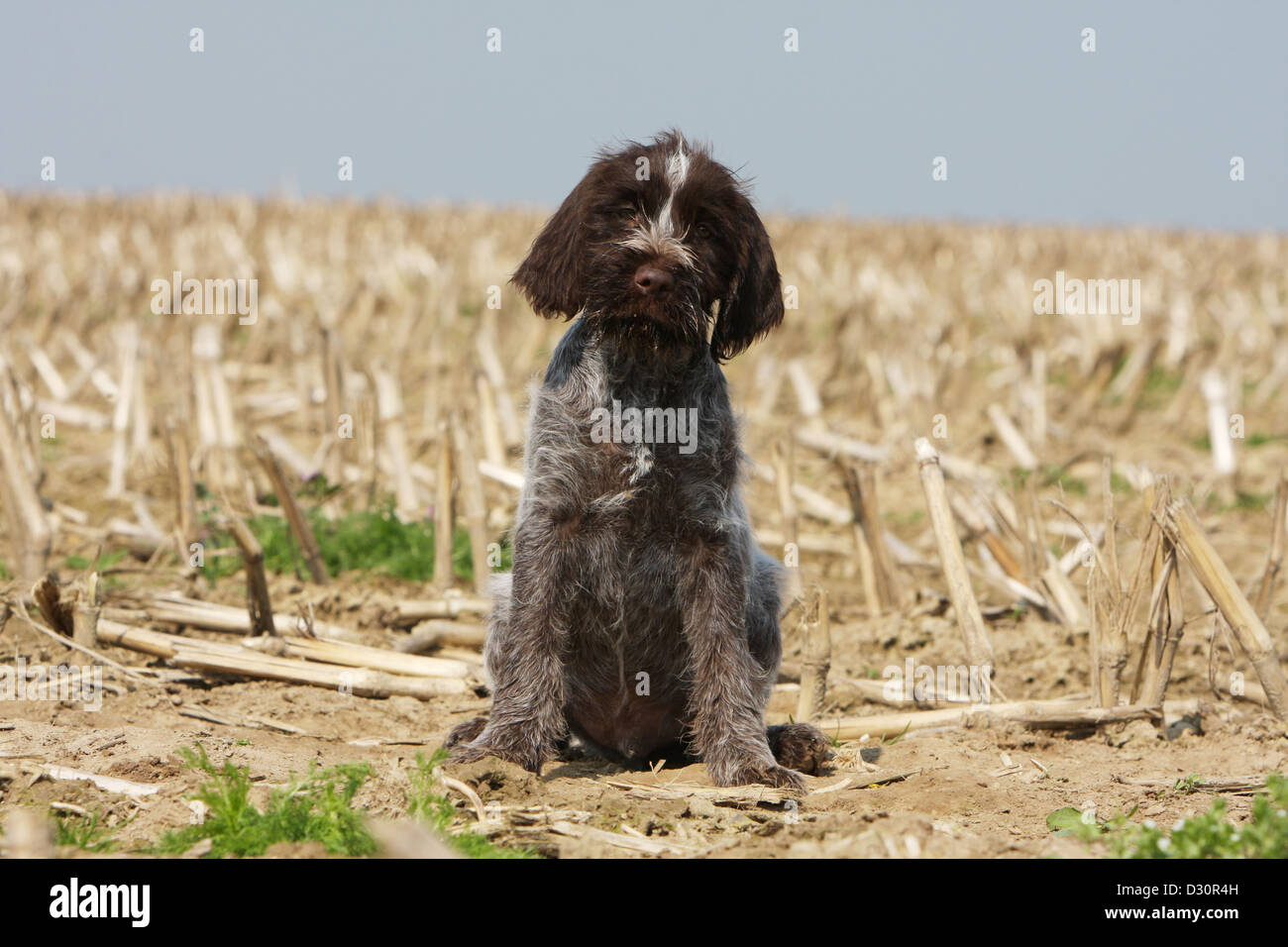 Dog Wirehaired Pointing Griffon Korthals Griffon Puppy Sitting In A dog-wirehaired-pointing-griffon-korthals-griffon-puppy-sitting-in-a