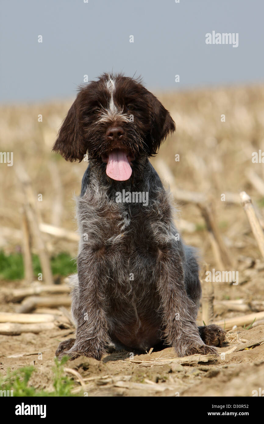 wire haired water dog
