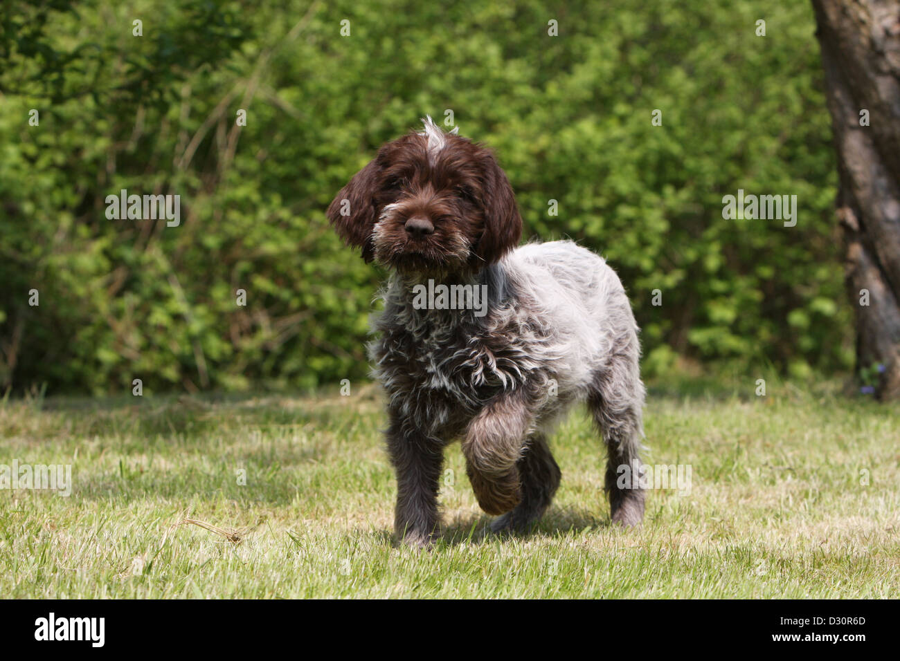 Dog Wirehaired Pointing Griffon / Korthals Griffon puppy standing paw  raised Stock Photo - Alamy