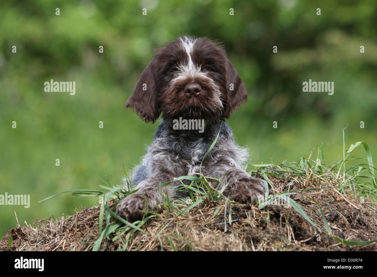 Page 2 - Korthals Griffon High Resolution Stock Photography and Images -  Alamy