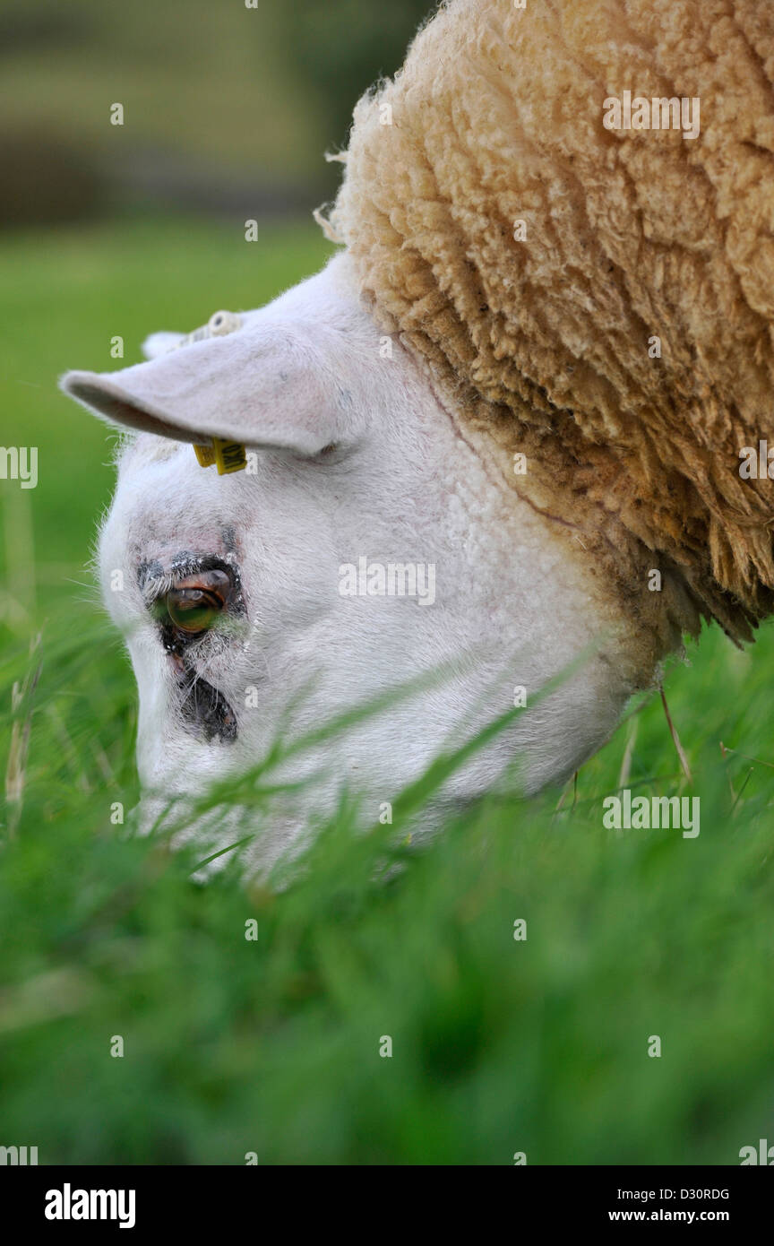 Texel ram lamb grazing fresh grass. Stock Photo
