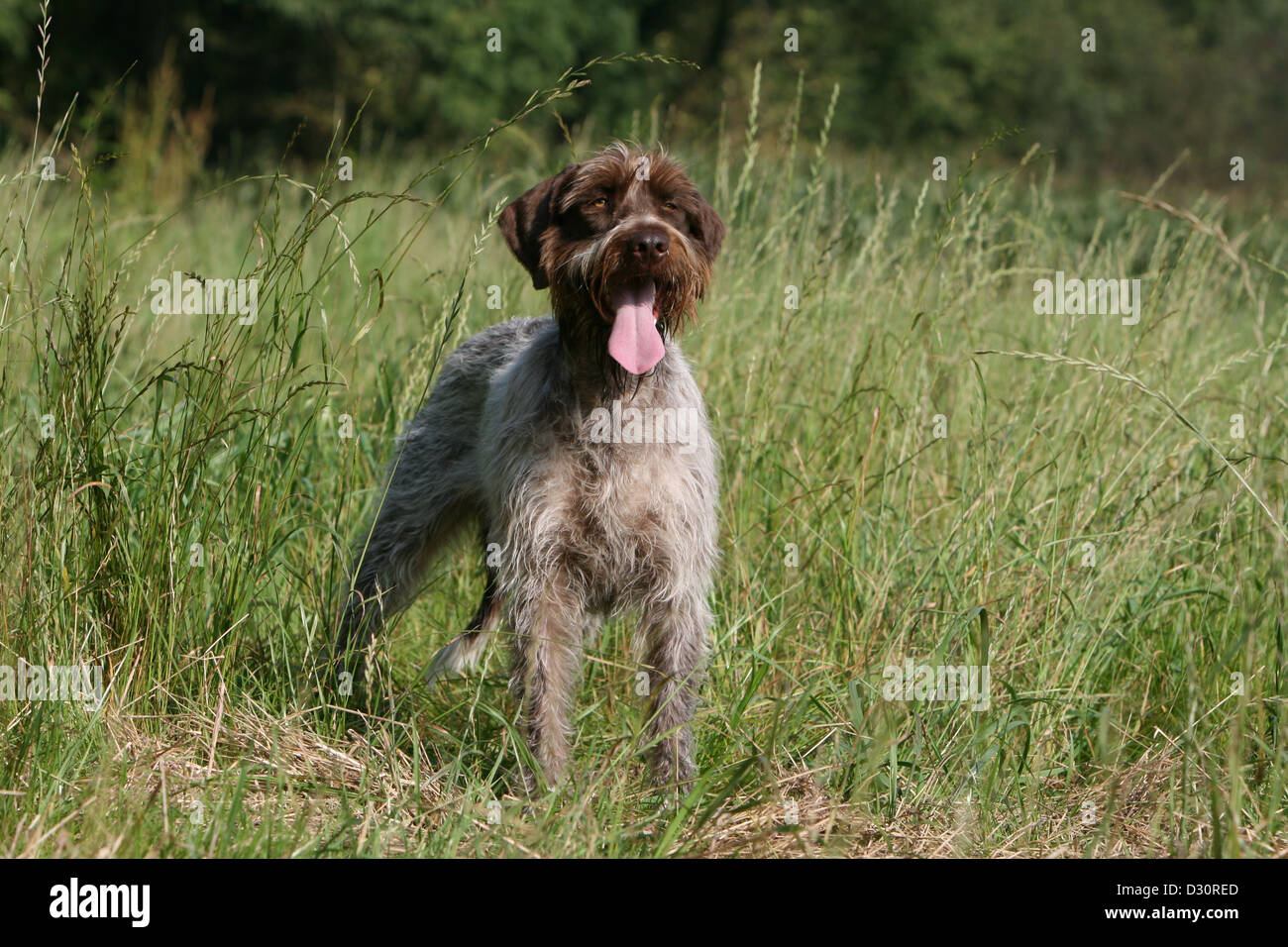 when does a wirehaired pointing griffon mature