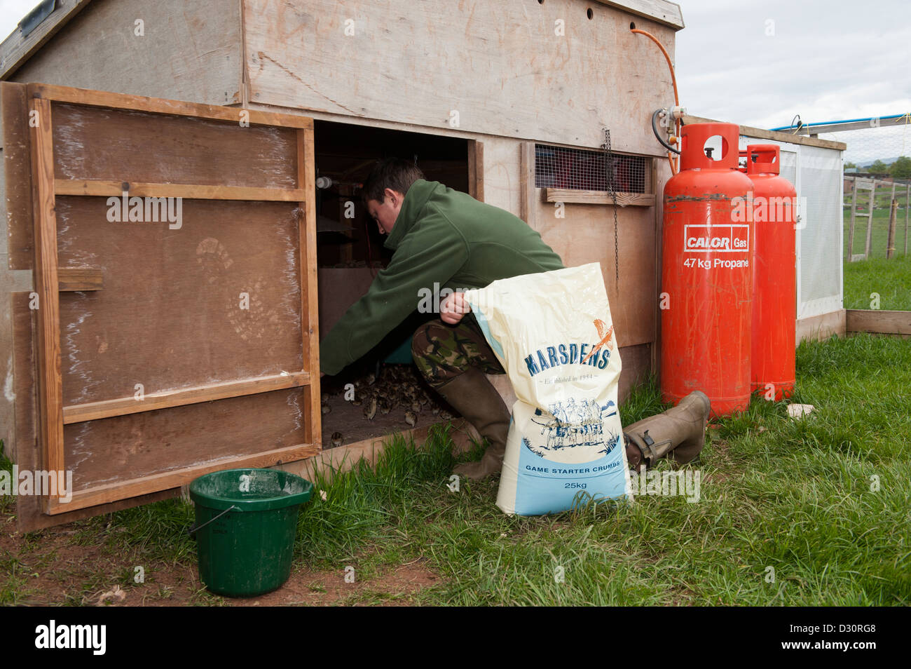 Gamekeeper feeding day old pheasant chicks in a rearing shed on a shooting estate. Stock Photo