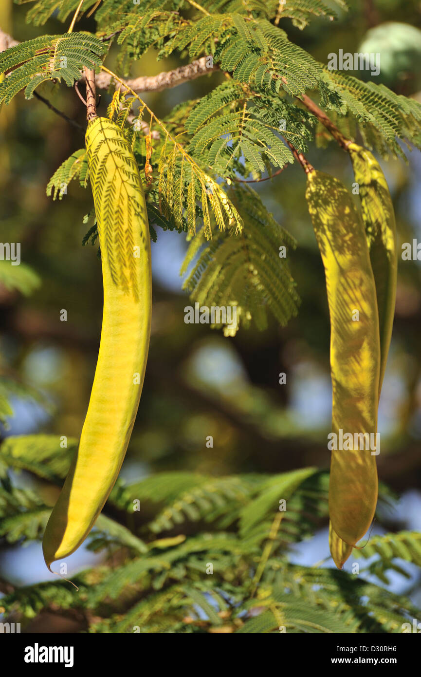 Seeds pod on mimosa tree, Sancti Spiritus, Cuba Stock Photo Alamy