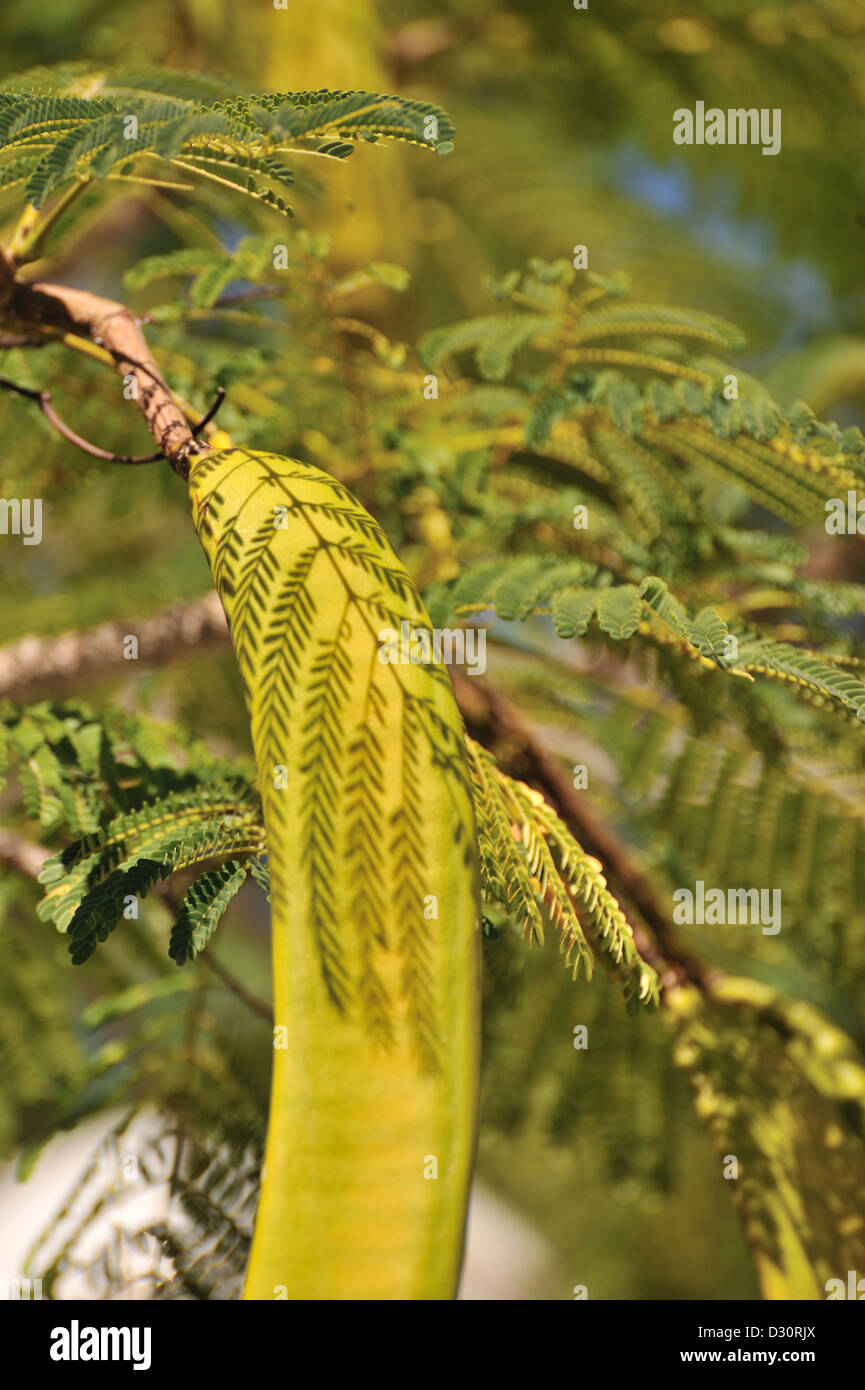 Seed pod on mimosa tree, Sancti Spiritus, Cuba Stock Photo Alamy