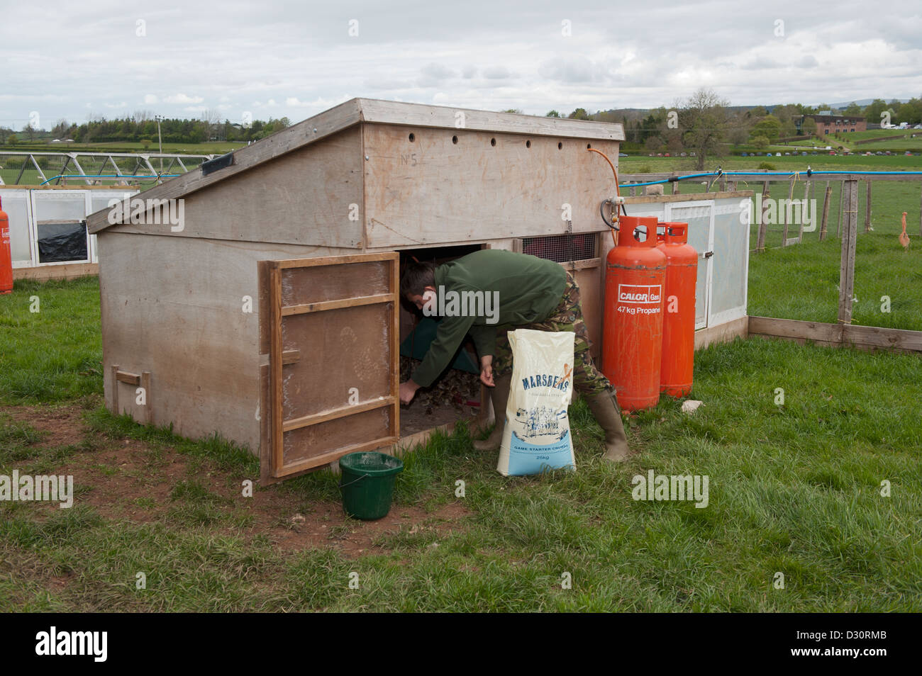 Gamekeeper feeding day old pheasant chicks in a rearing shed on a shooting estate. Stock Photo