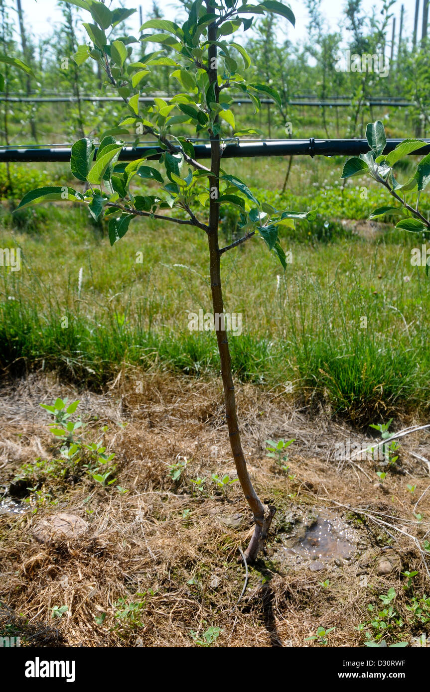 Tall spindle apple tree with drip irrigation Stock Photo Alamy