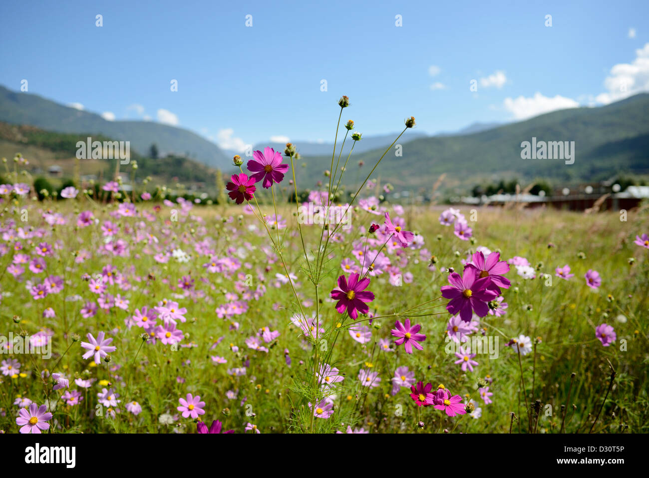 Wild flowers growing in a meadow Just moments from Bhutan's airport.,36MPX Stock Photo