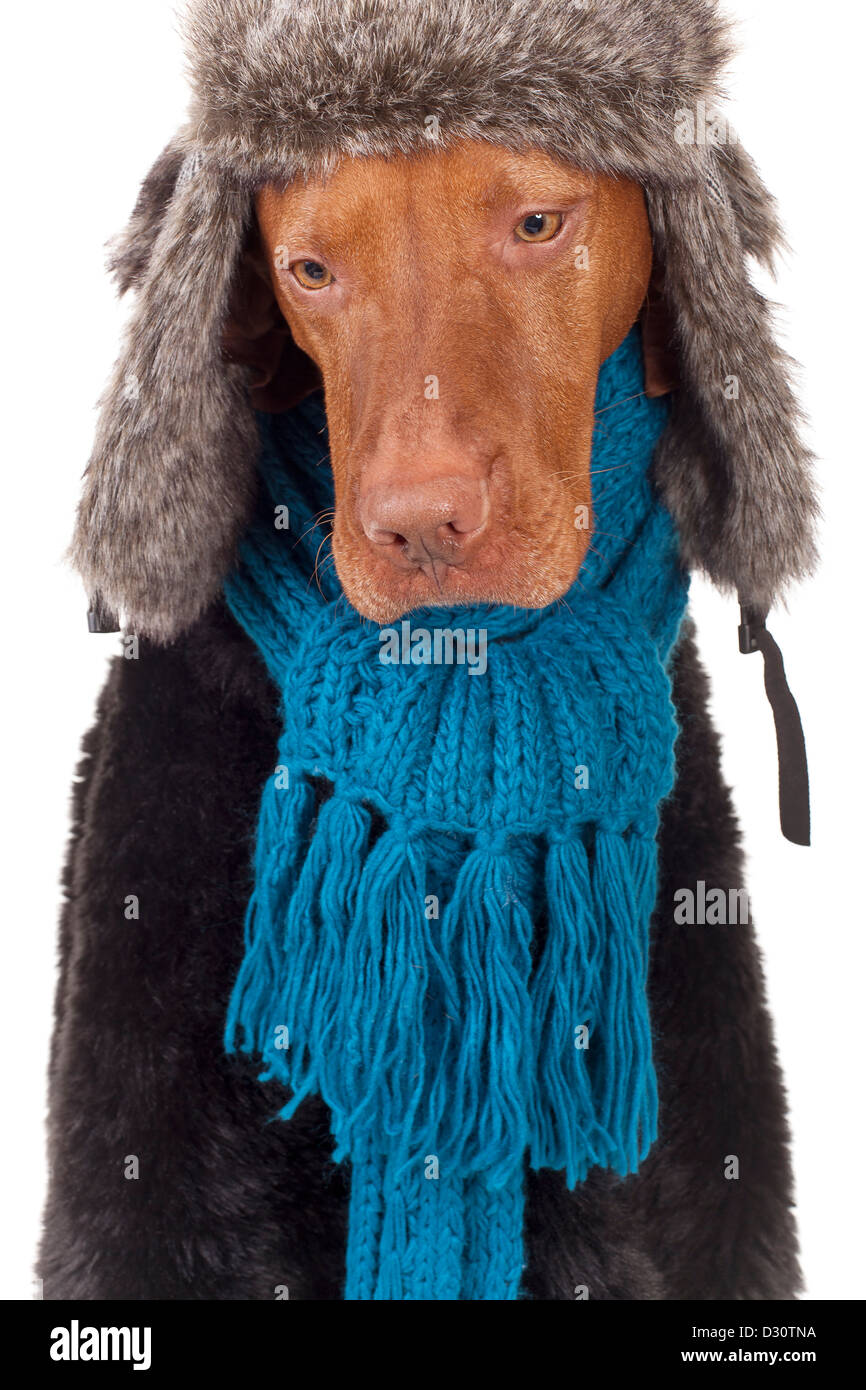 sad pure breed hunting dog wearing fur hat, coat and scarf on white background Stock Photo