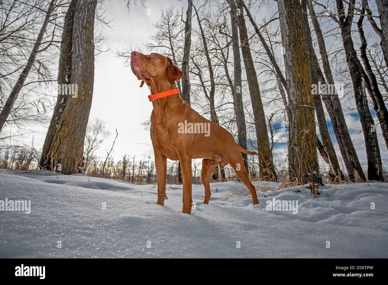 pointer hunting dog standing alert in the snow in winter setting Stock Photo