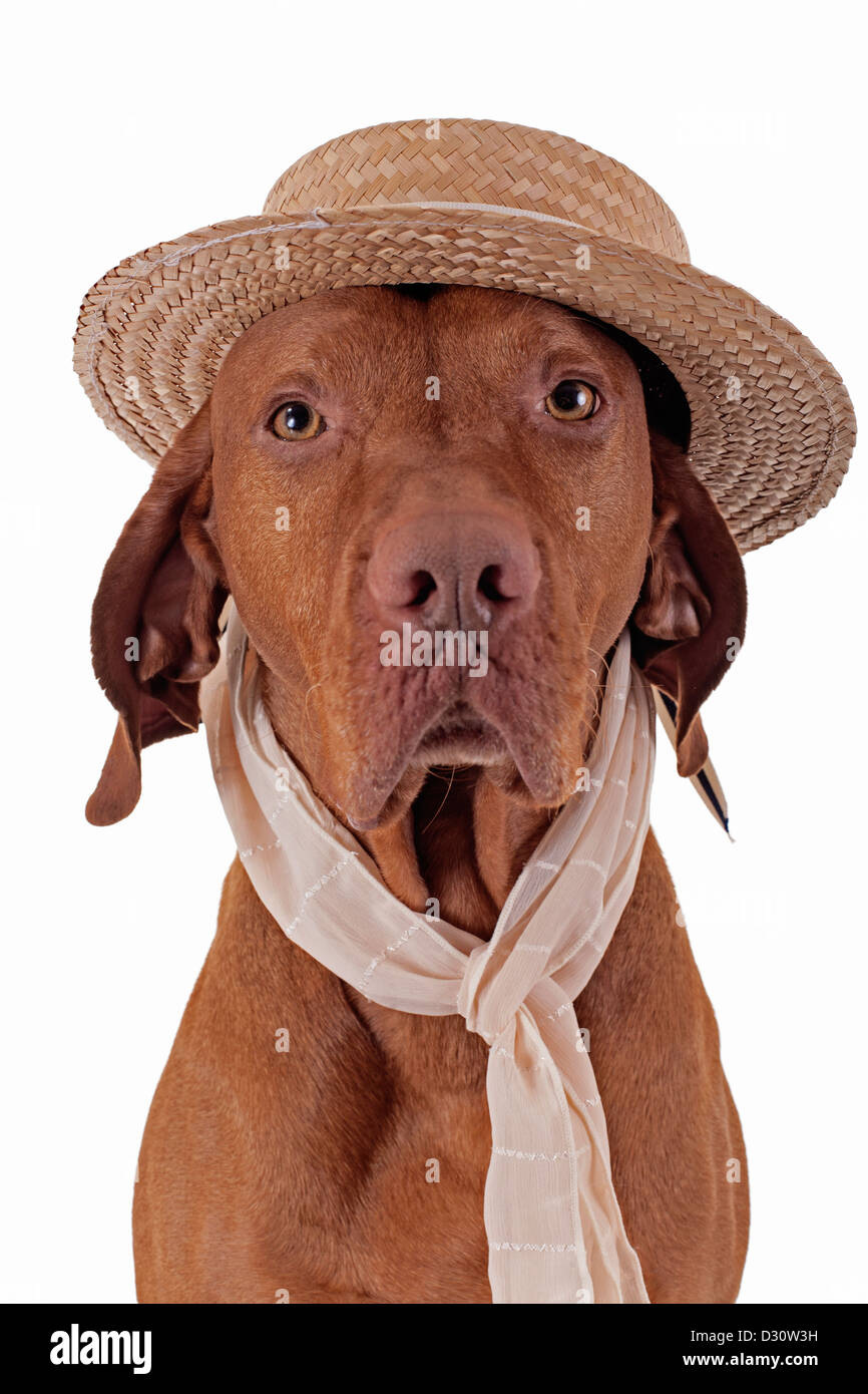 portrait of a Hungarian Vizsla hunting dog with straw hat and scarf on
