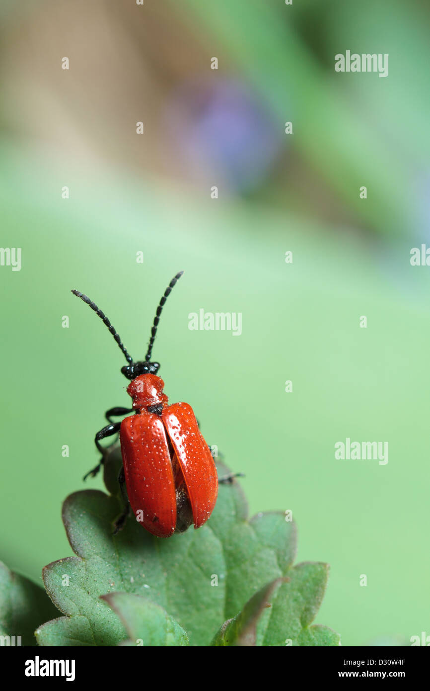 An invasive lily-leaf beetle (Lilioceris lilii) prepares for flight in ...