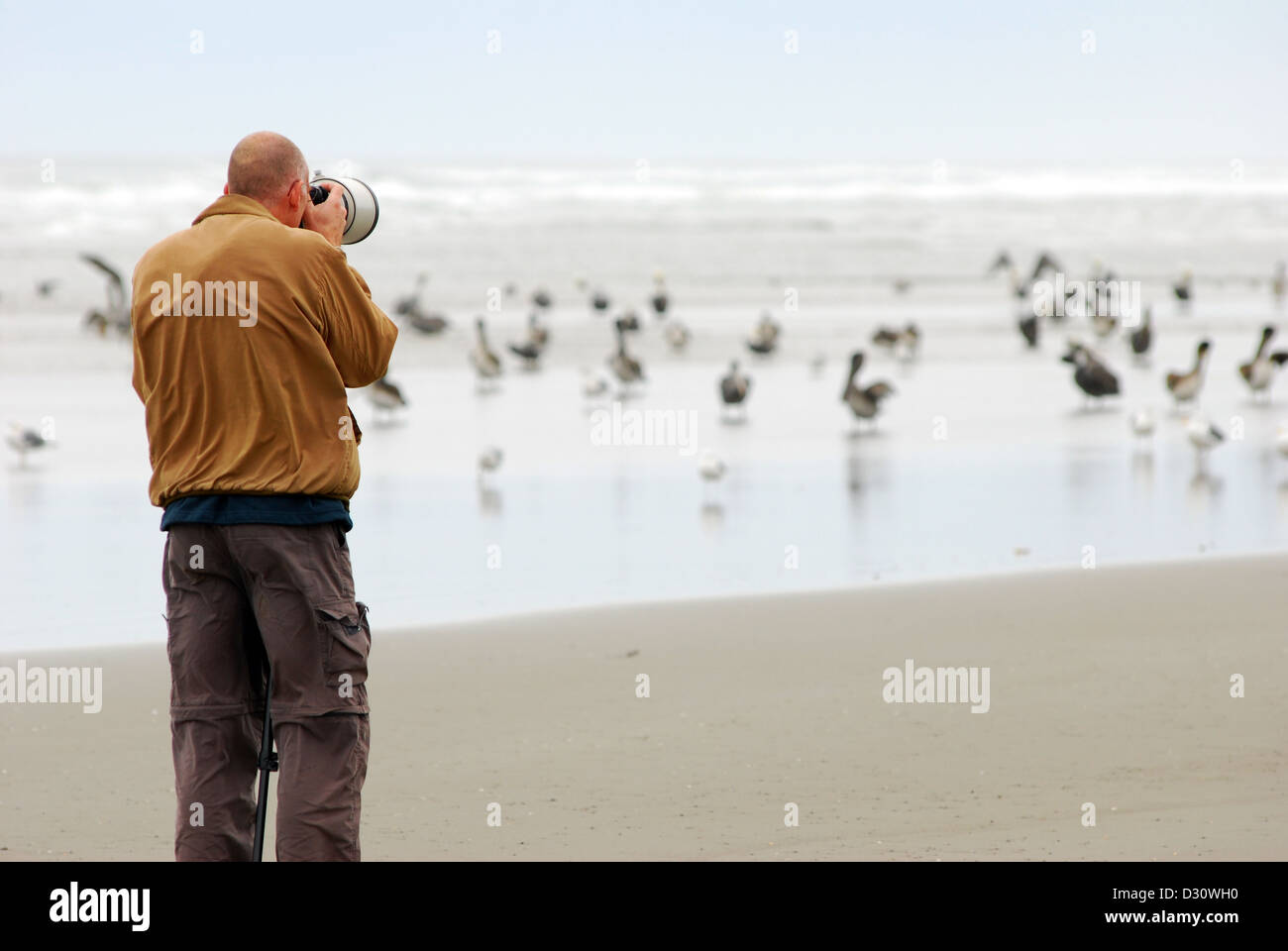 Photographing pelicans on an Oregon coast beach. Stock Photo