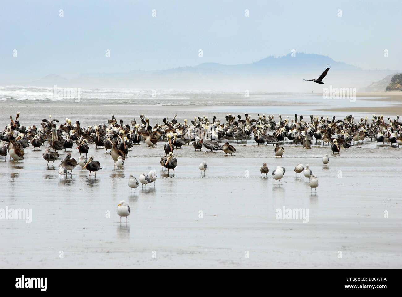 Pelicans and gulls on an Oregon coast beach. Stock Photo