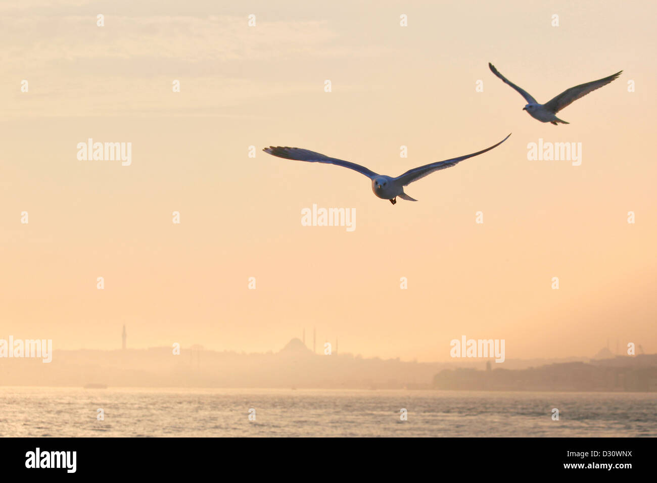 ISTANBUL TURKEY - Seagulls flying at sunset over Bosphorus strait with Beyazit tower, Suleyman Mosque and Eminönü in background Stock Photo