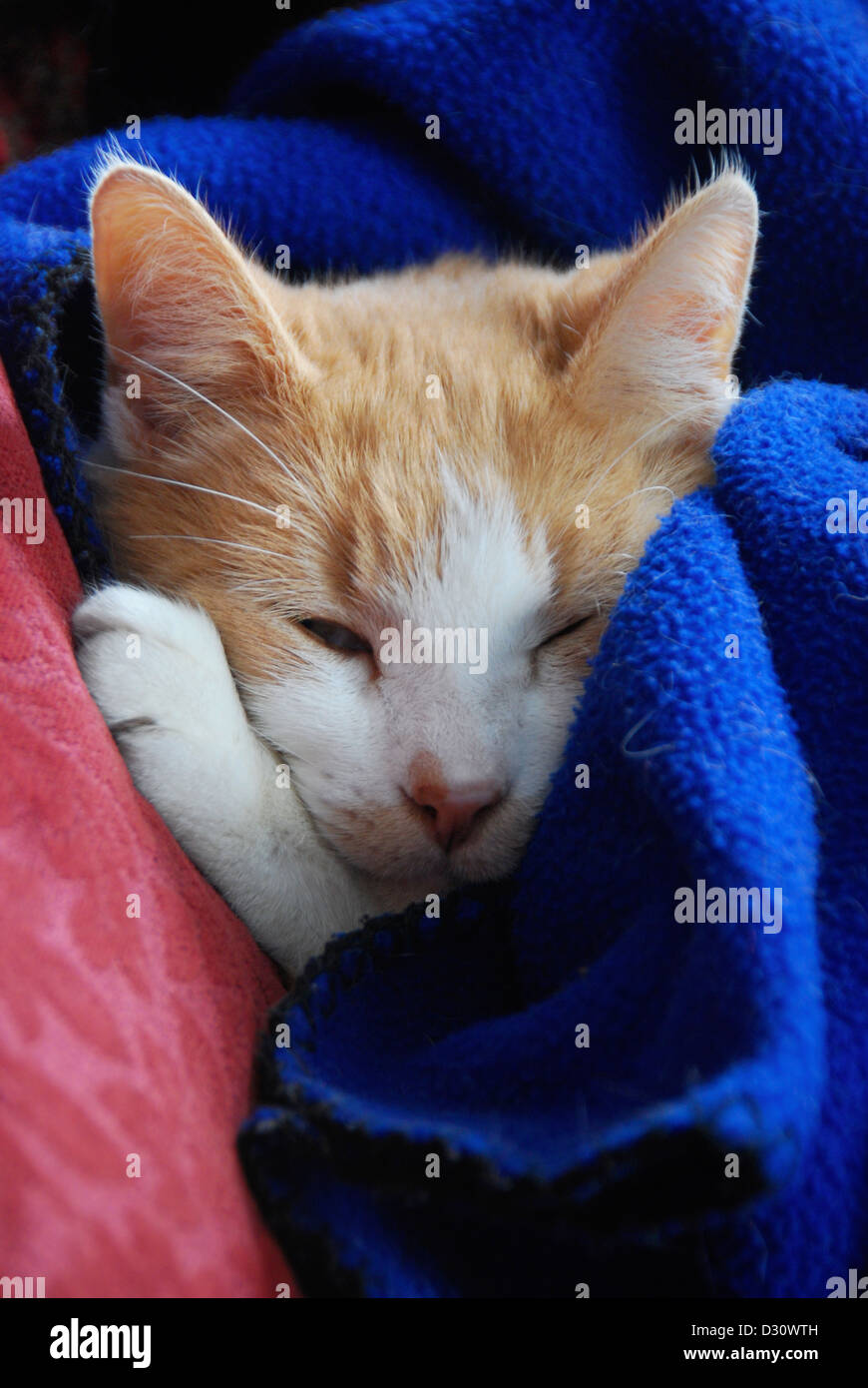 House cat with a blanket over it. Stock Photo