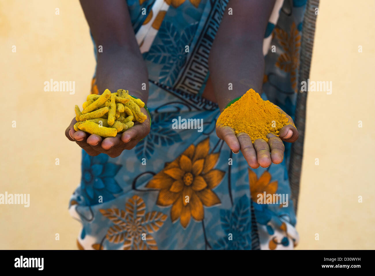 Rural Indian village woman holding Dried Turmeric roots / rhizomes and Turmeric powder in her hands. Andhra Pradesh, India Stock Photo