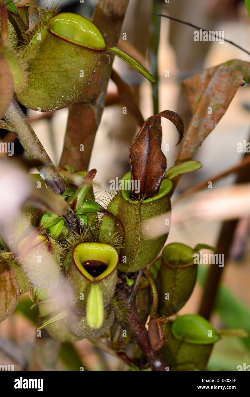 Pitcher plant (Nepenthes ampullaria). Sarawak, Borneo, Malaysia Stock ...