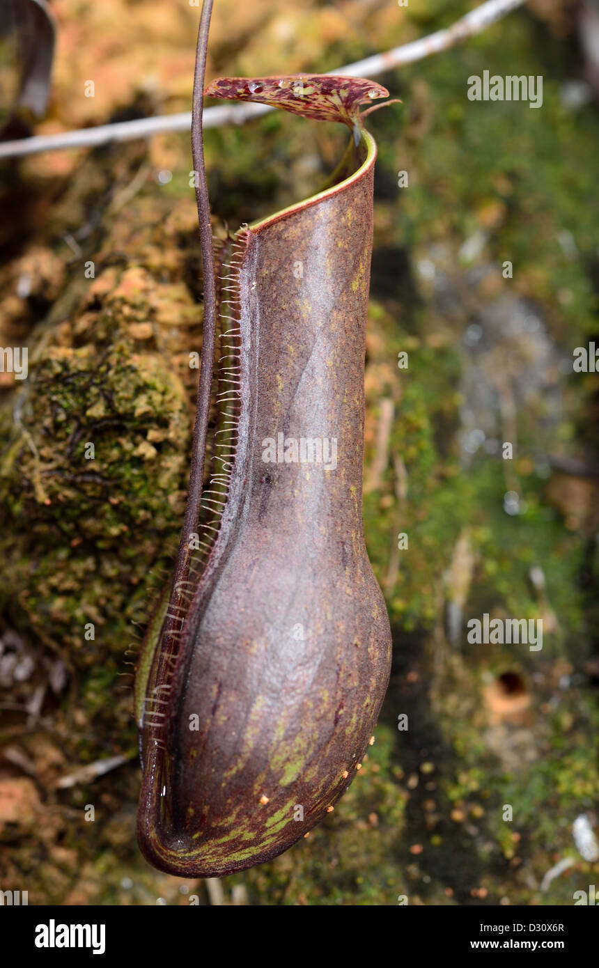 Pitcher plant (Nepenthes sp.). Sarawak, Borneo, Malaysia Stock Photo ...