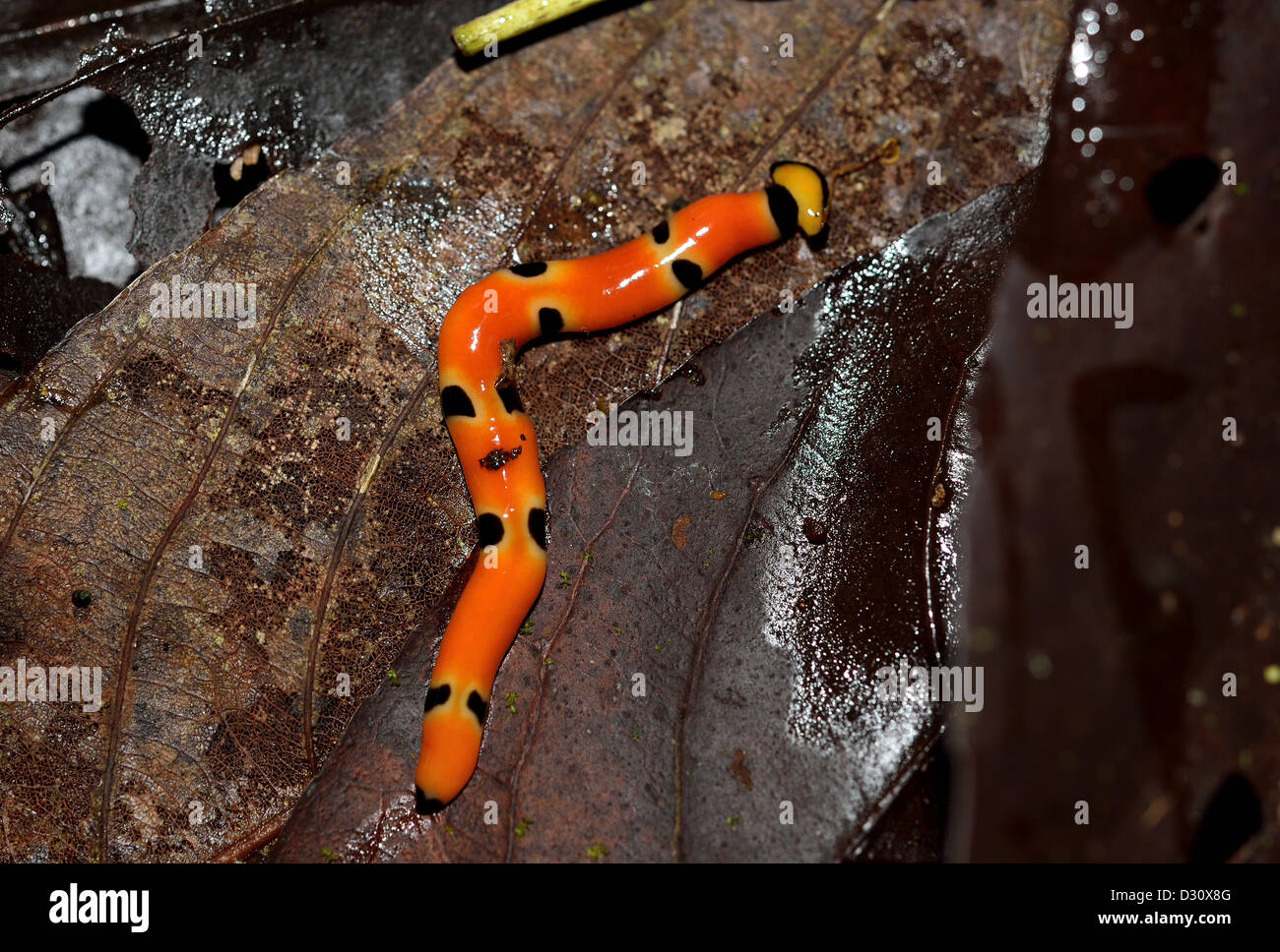 A colorful flat worm (Bipalium sp.) on a decayed leaf. Sarawak, Borneo, Malaysia. Stock Photo