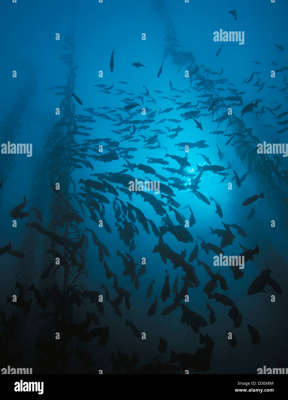 A kelp forest in California with schools of blue rockfish. Stock Photo