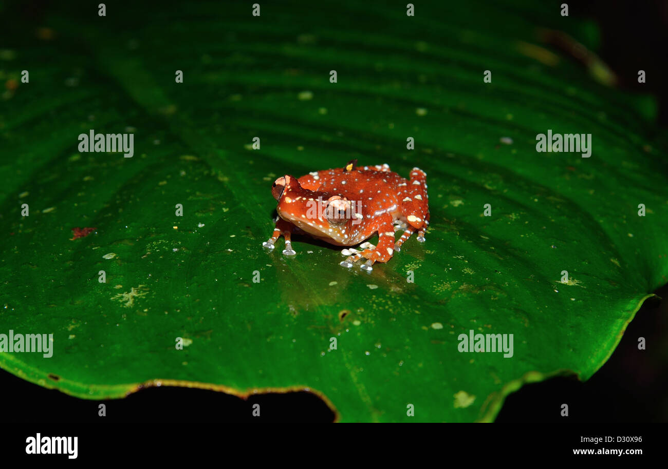 A Cinnamon tree frog (Nyctixalus pictus) on a green leaf. Sarawak
