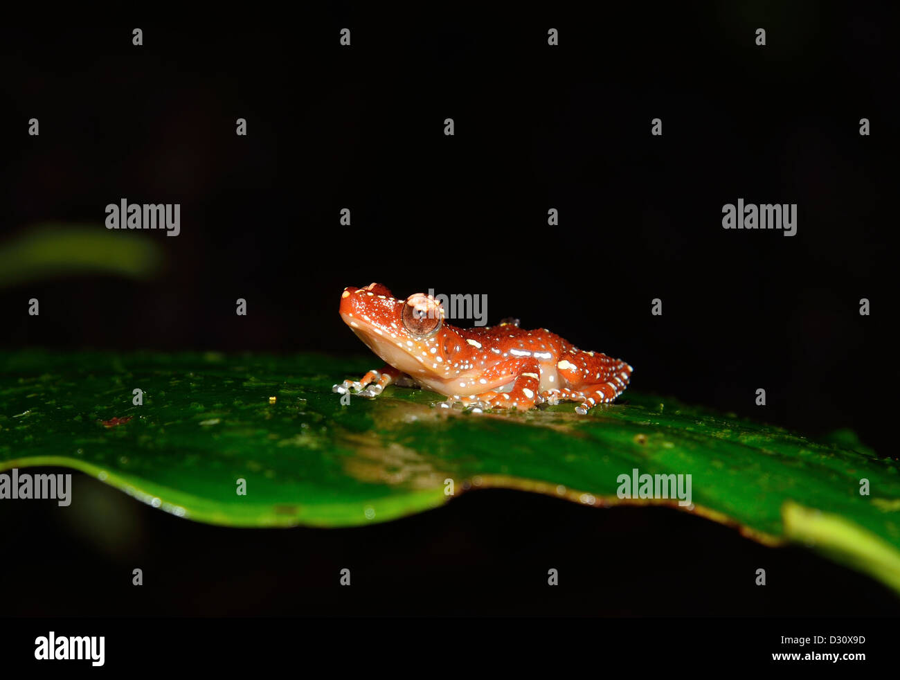 A Cinnamon tree frog (Nyctixalus pictus) on a green leaf. Sarawak