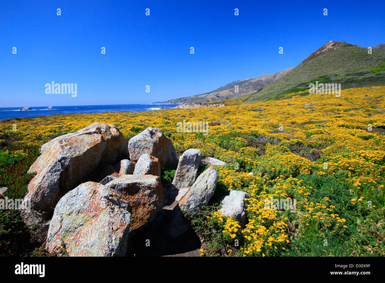 Wildflowers blooming at Soberanes Point along the coast of Big Sur, California. Stock Photo