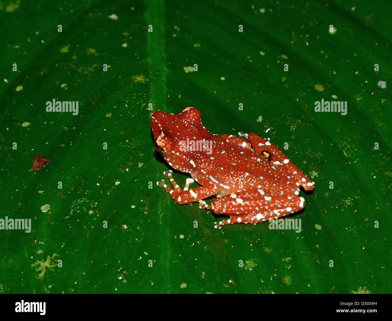 A Cinnamon tree frog (Nyctixalus pictus) on a green leaf. Sarawak