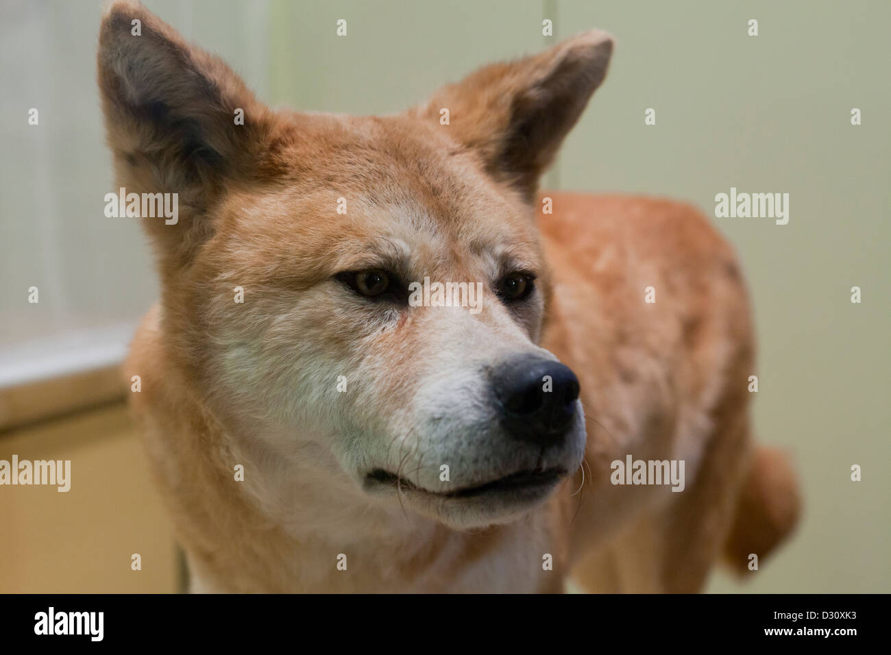Dingo Stock Photo