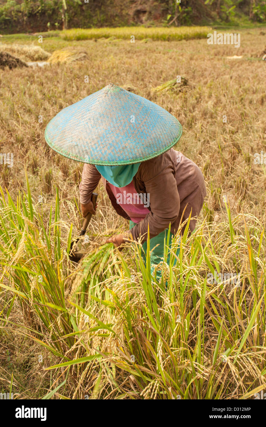 Filthy Rice Farmer A rice farmer woman working on the rice field Stock Photo - Alamy