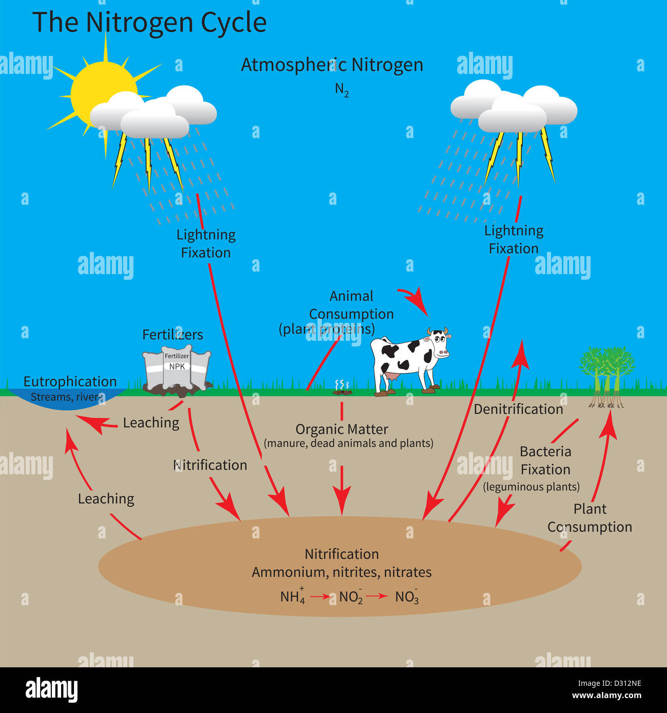 Nitrogen Cycle Chart