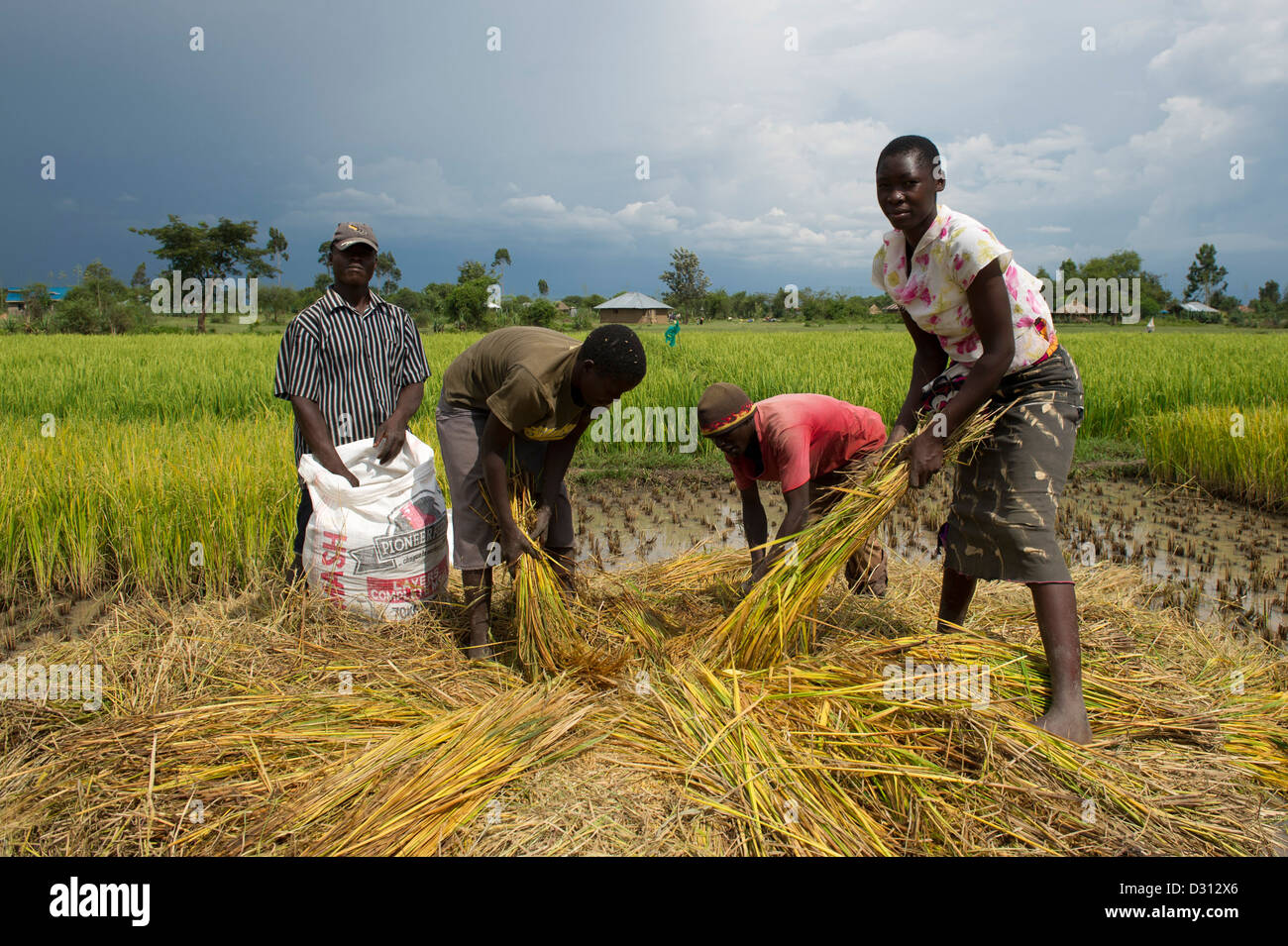 Harvesting rice paddies hires stock photography and images Alamy
