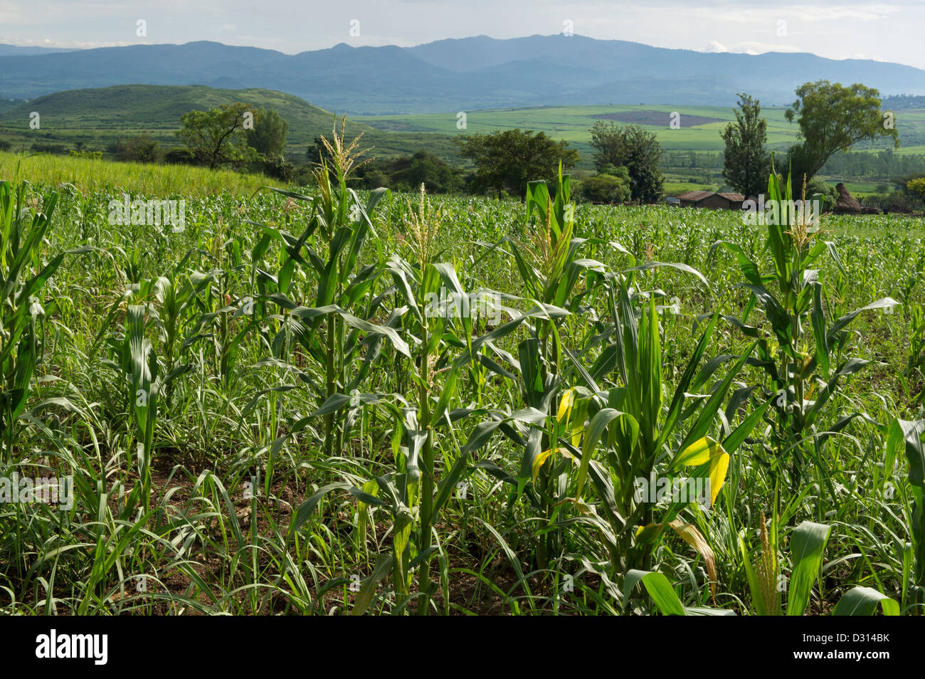 Maize field below Nandi Hills, Western Kenya Stock Photo