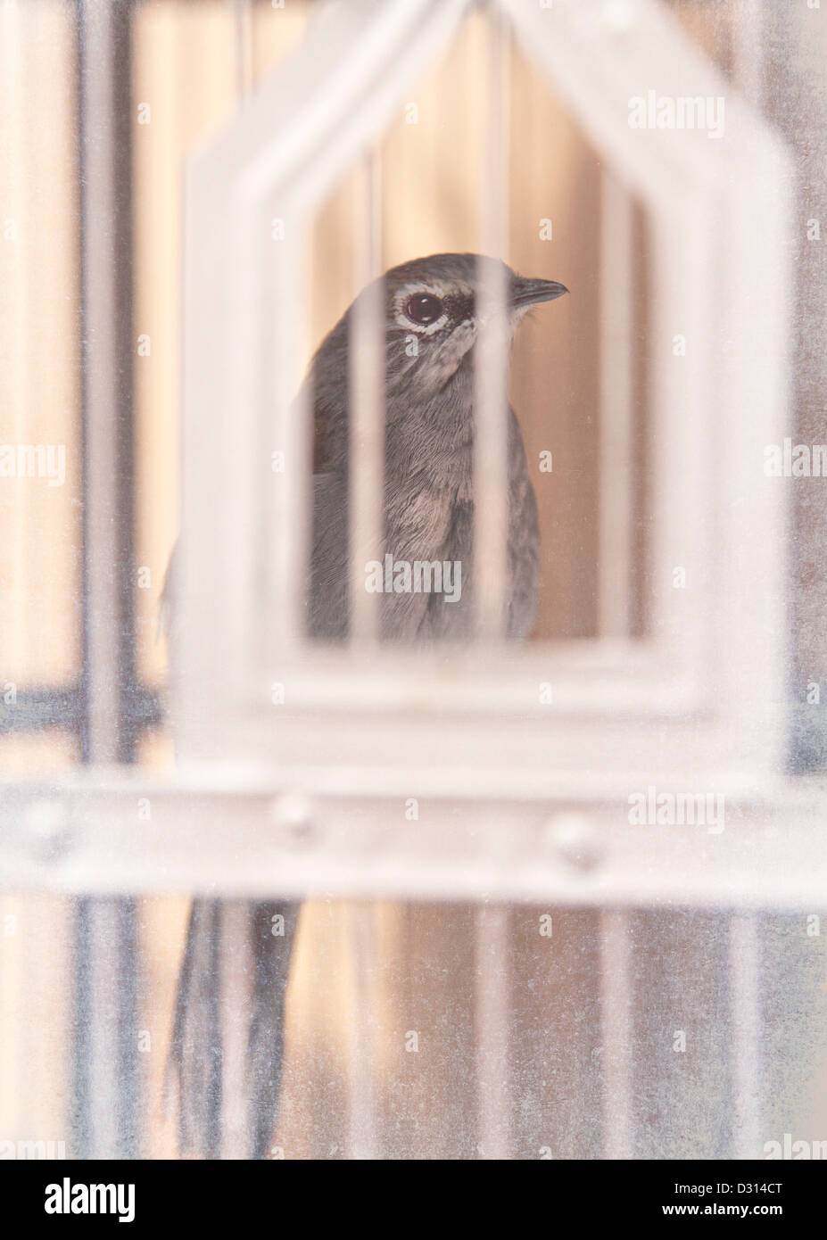 Small Bird in Cage Stock Photo