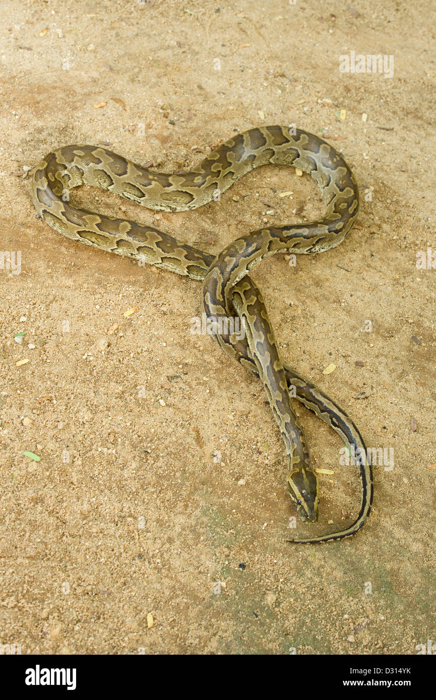 African rock python, Python sebae, Kenya Stock Photo