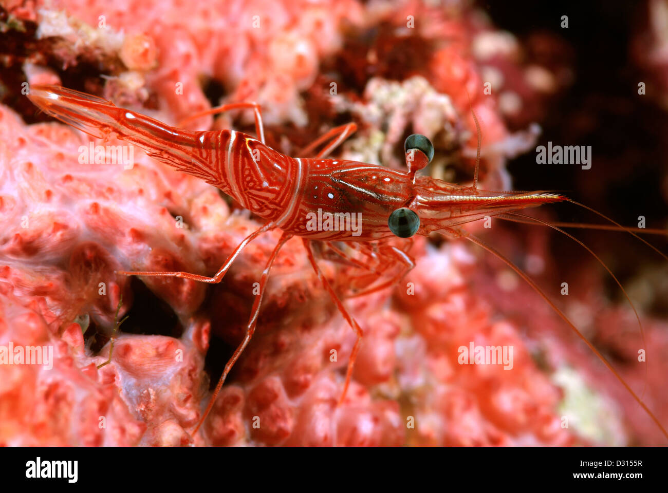 Hinge-beak Shrimp Rhynchocinetes durbanensis on Hard Coral, Great Barrier Reef, Coral Sea, Pacific Ocean, Queensland, Australia Stock Photo
