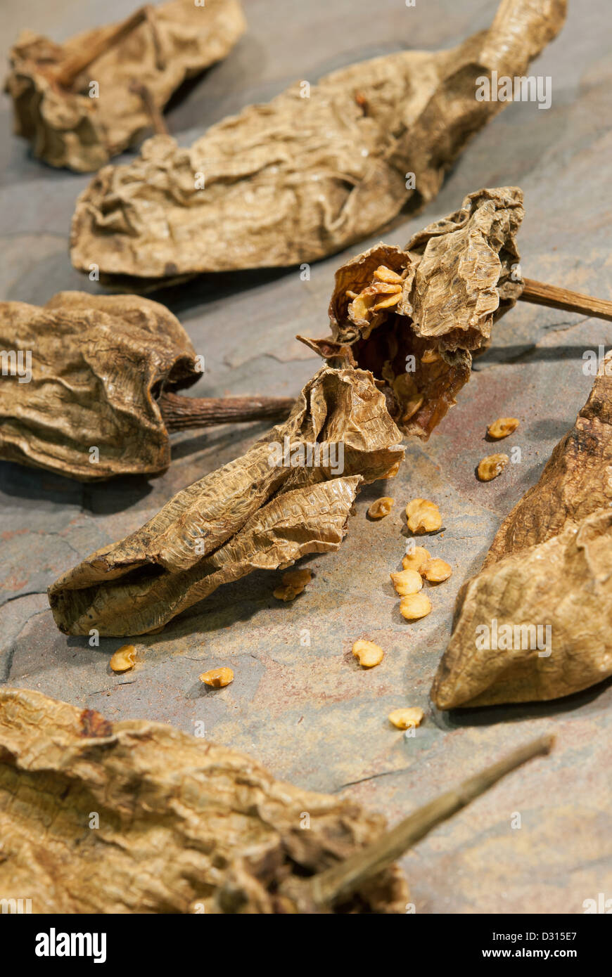 Traditional Mexican chipotles (dried, smoked jalapeno chilli peppers), also known as Chilli Meco. 2013. Stock Photo