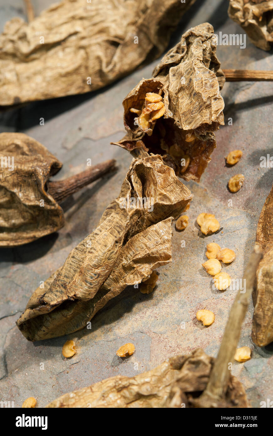Traditional Mexican chipotles (dried, smoked jalapeno chilli peppers), also known as Chilli Meco. 2013. Stock Photo