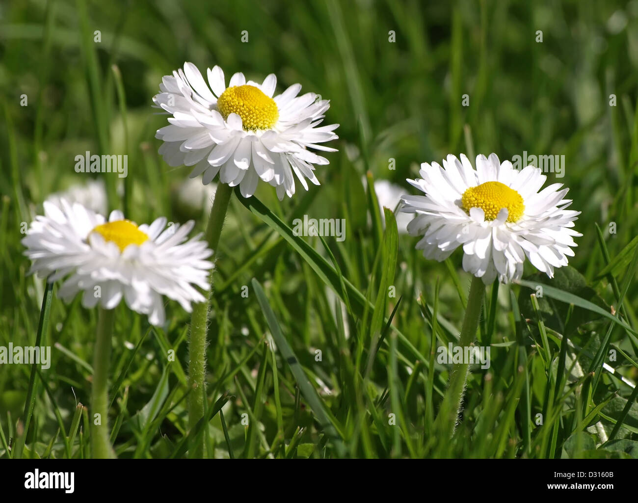 White daisy flowers in grass Stock Photo Alamy