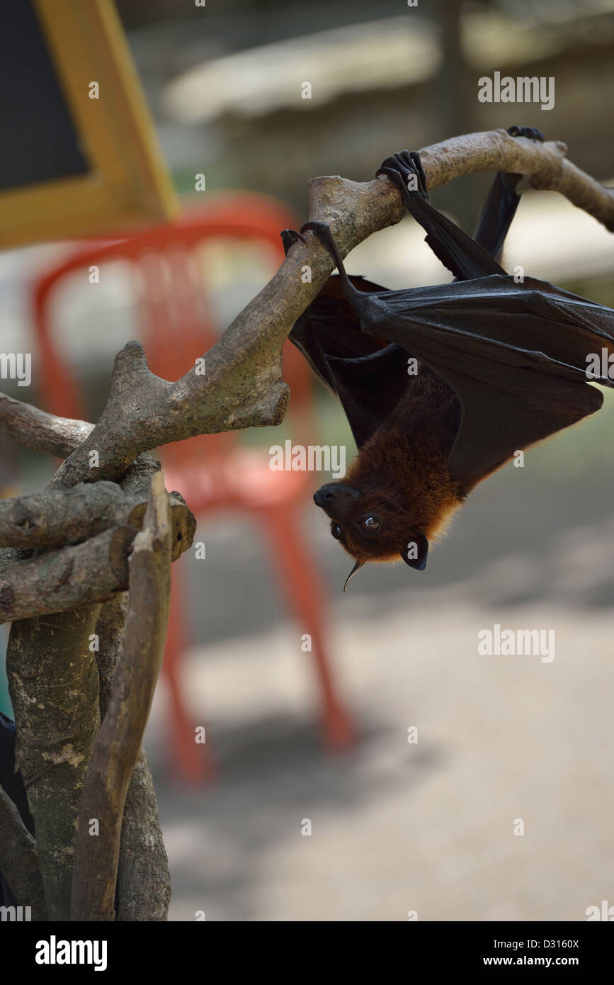 A head-down fruit bat in central Bali; Indonesia. Stock Photo
