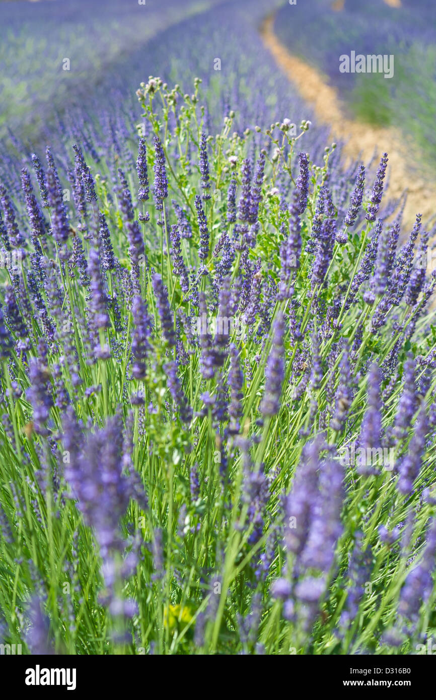 lavendar fields, Provence, France Stock Photo