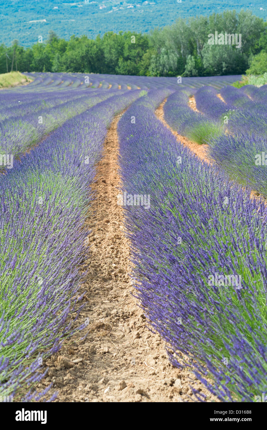 lavendar fields, Provence, France Stock Photo