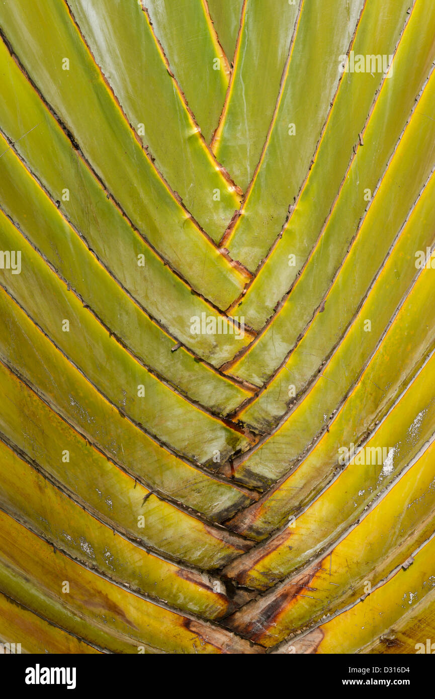 Palm leaf, Kisumu, Kenya Stock Photo