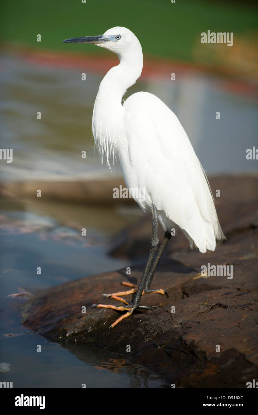 Birds Lake Victoria High Resolution Stock Photography and Images - Alamy