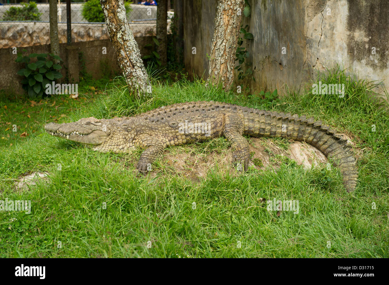 Crocodile in Kitale museum, Kitale, Kenya Stock Photo