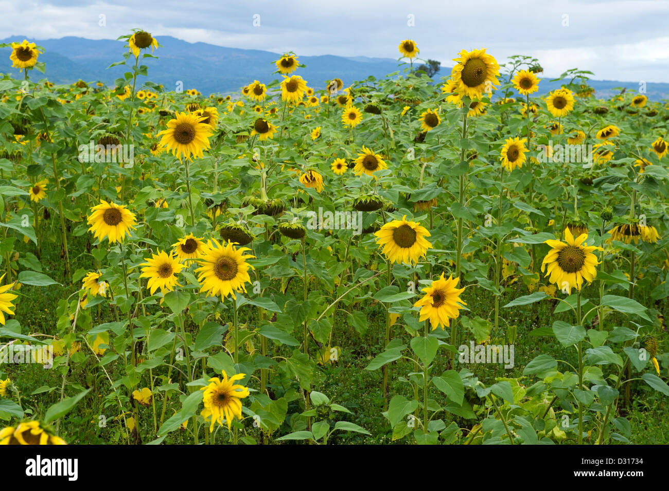Sunflowers on the footslopes of Mount Elgon, Kitale, Kenya Stock Photo