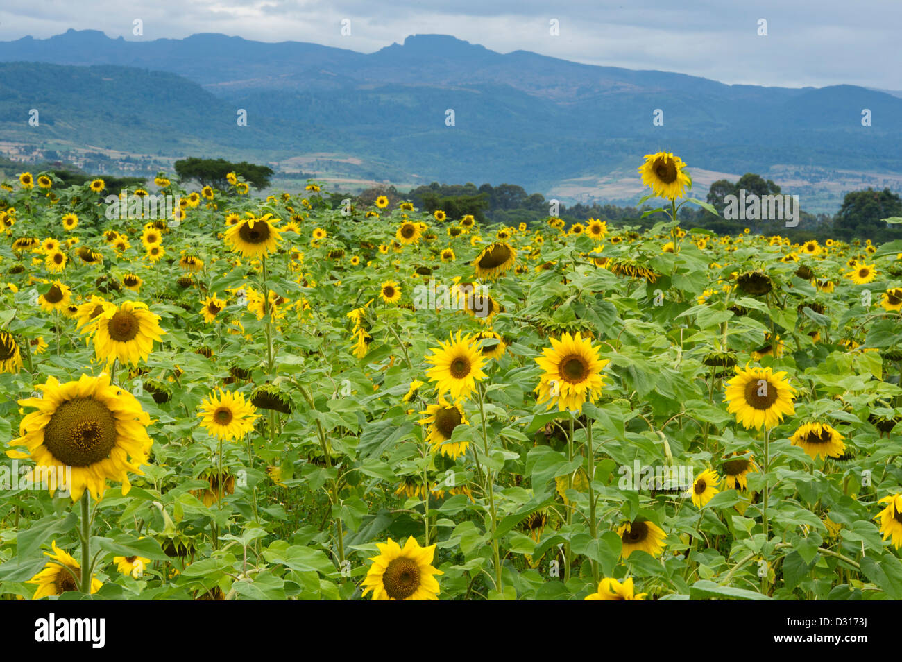 Sunflowers on the footslopes of Mount Elgon, Kitale, Kenya Stock Photo